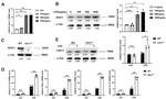 ISOC1 Antibody in Western Blot (WB)