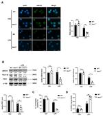 PEX11B Antibody in Western Blot (WB)
