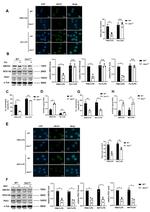 PEX11B Antibody in Western Blot (WB)