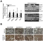 HOXB9 Antibody in Western Blot (WB)
