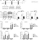 RBM25 Antibody in Western Blot (WB)