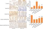 MFGE8 Antibody in Immunohistochemistry (Paraffin) (IHC (P))