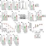 SLC6A8 Antibody in Western Blot (WB)