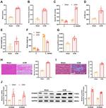 S100A8 Antibody in Western Blot (WB)