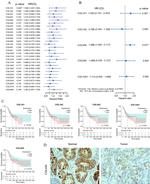 COL4A5 Antibody in Immunohistochemistry (IHC)