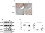 GLUT1 Antibody in Western Blot, Immunohistochemistry (WB, IHC)