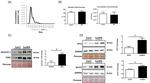 GLUT1 Antibody in Western Blot (WB)