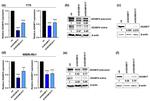 ADAM17 Antibody in Western Blot (WB)