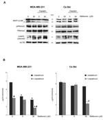Phospho-AMPK alpha-1,2 (Thr172) Antibody in Western Blot (WB)