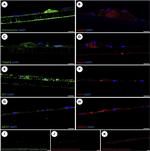 Complement Factor I Antibody in Immunocytochemistry (ICC/IF)
