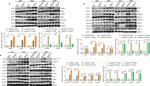 ASK1 Antibody in Western Blot (WB)