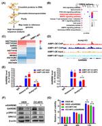 FAM59B Antibody in Western Blot (WB)