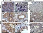 TEKT5 Antibody in Immunohistochemistry (IHC)