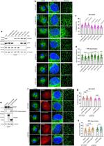 RRBP1 Antibody in Western Blot (WB)