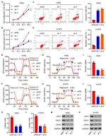 LDHA Antibody in Western Blot (WB)