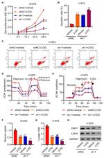 LDHA Antibody in Western Blot (WB)