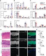 DEGS2 Antibody in Immunohistochemistry (IHC)