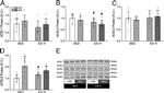 ACSL4 Antibody in Western Blot (WB)