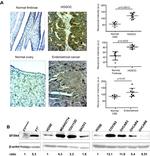 SFXN4 Antibody in Western Blot (WB)