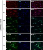 alpha Galactosidase Antibody in Immunocytochemistry (ICC/IF)