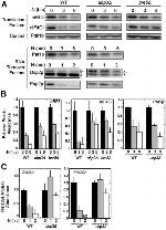 PGK1 Antibody in Western Blot (WB)