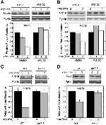 PGK1 Antibody in Western Blot (WB)
