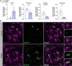 NALP2 Antibody in Immunocytochemistry (ICC/IF)