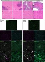 NALP2 Antibody in Immunohistochemistry (IHC)