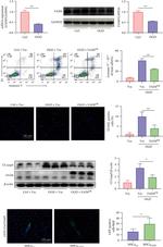 FAIM Antibody in Western Blot (WB)