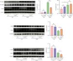 FAIM Antibody in Western Blot (WB)