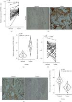 MAP3K19 Antibody in Immunohistochemistry (IHC)