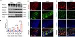 SUV39H1 Antibody in Western Blot (WB)