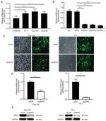 DPP3 Antibody in Western Blot (WB)