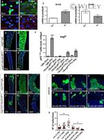 Phospho-SRC (Tyr419) Antibody in Immunohistochemistry (IHC)