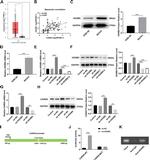 HOXB5 Antibody in Western Blot (WB)