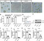 Lamin B Receptor Antibody in Western Blot (WB)