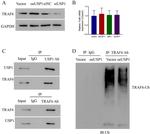USP1 Antibody in Western Blot (WB)