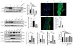 Endocan Antibody in Western Blot, Immunohistochemistry, Immunocytochemistry (WB, IHC, ICC/IF)
