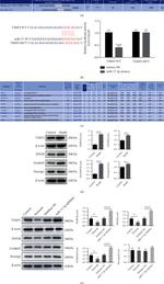 ZNF28 Antibody in Western Blot (WB)