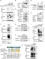RNFT1 Antibody in Western Blot (WB)