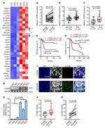 IL20RB Antibody in Western Blot, Immunohistochemistry, Immunocytochemistry (WB, IHC, ICC/IF)