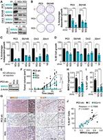 RHOT2 Antibody in Western Blot (WB)
