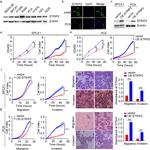 STRIP2 Antibody in Immunocytochemistry (ICC/IF)