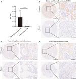 METTL24 Antibody in Immunohistochemistry (IHC)