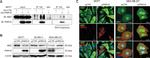 PRR16 Antibody in Western Blot, Immunocytochemistry (WB, ICC/IF)