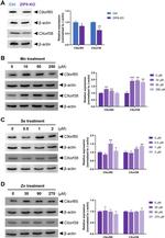C9orf85 Antibody in Western Blot (WB)