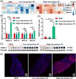 MRPL4 Antibody in Western Blot, Immunohistochemistry (WB, IHC)