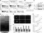 ALG8 Antibody in Western Blot (WB)