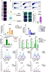 SHOX Antibody in Immunocytochemistry (ICC/IF)