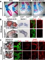 CREB5 Antibody in Immunohistochemistry, Immunocytochemistry (IHC, ICC/IF)